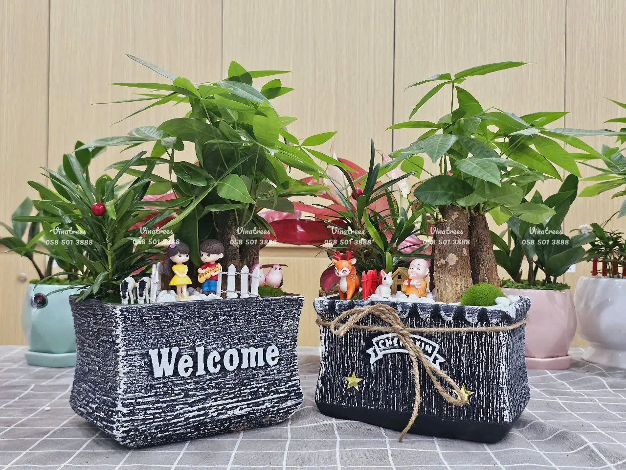 Cây Kim Ngân Để Bàn Văn Phòng